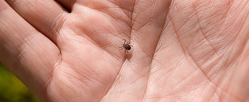 How Do You Know If You Have Lyme Disease?