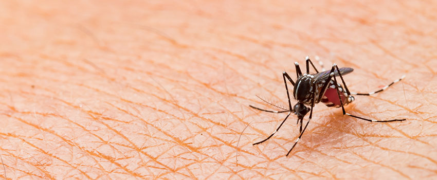 When Should I Worry About a Bug Bite?